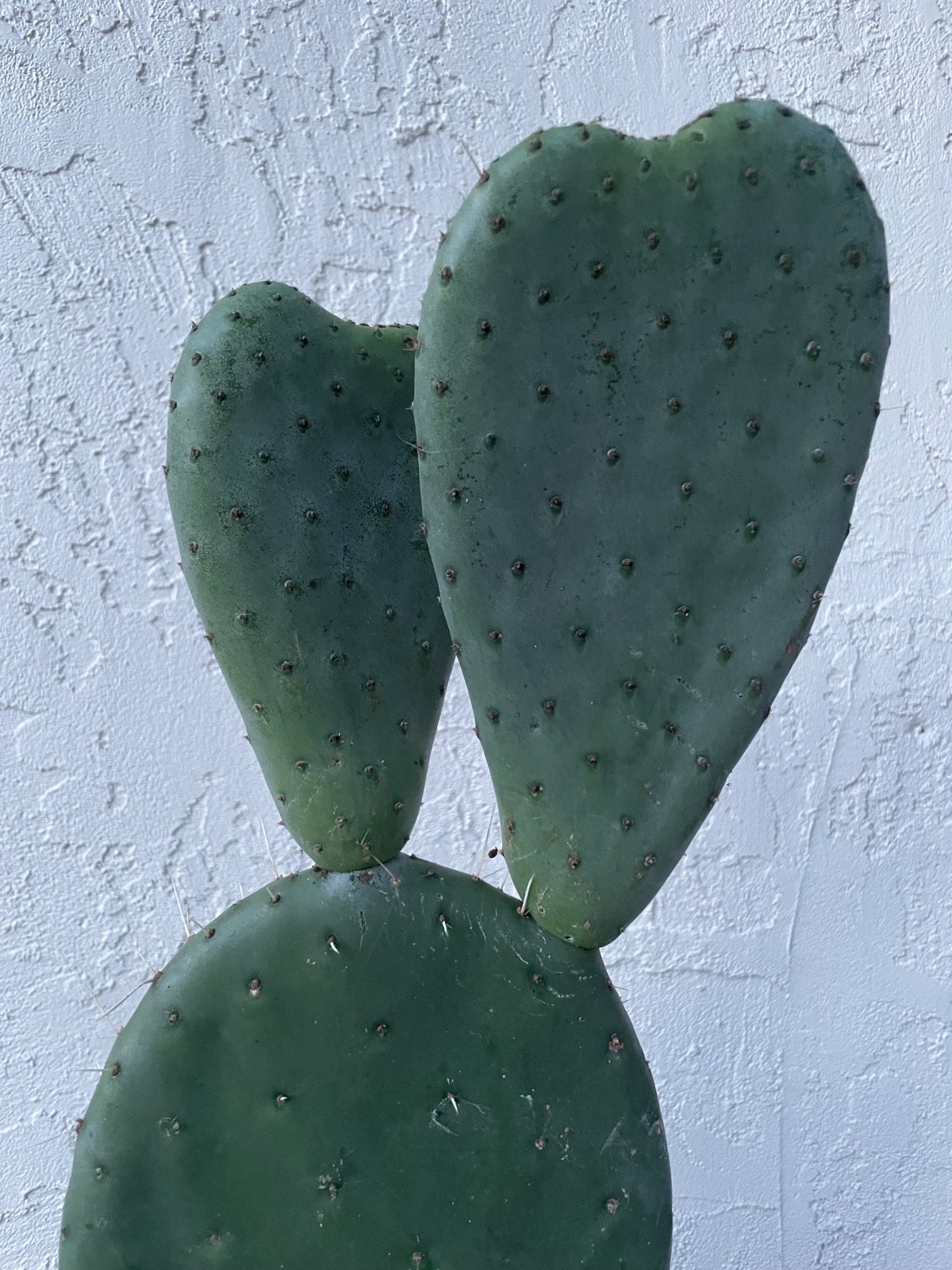 beautiful Opuntia Pyrocarpa, New Mexico Prickly Pear Cactus , rooted # C23