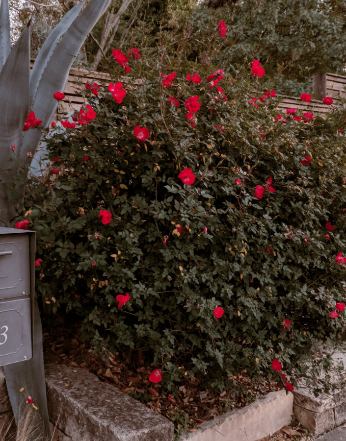 Martha Gonzales Rose Live Plant, 1 Gal, Fully Rooted Semi-Evergreen Rose Shrub