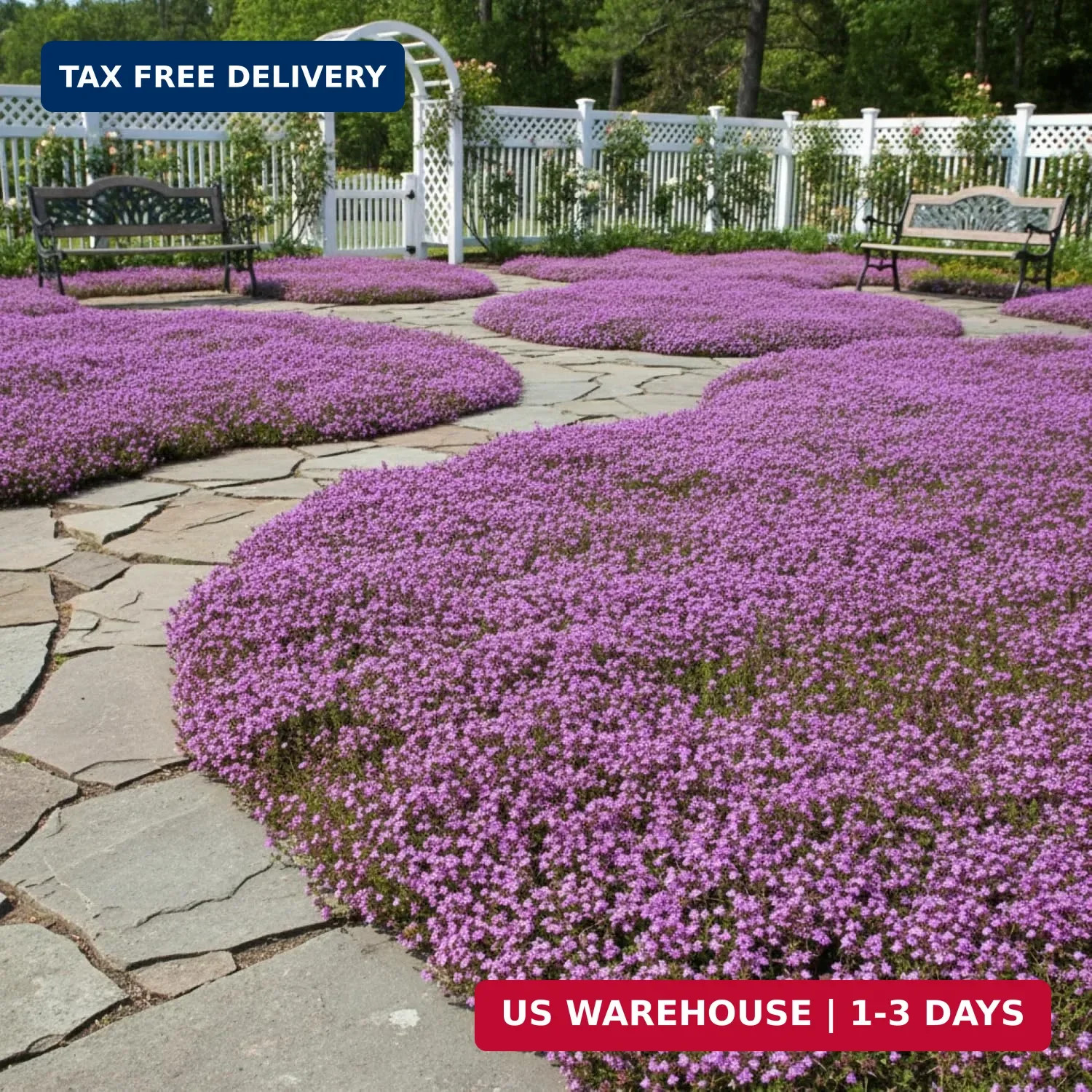 20,000+ Creeping Thyme Seeds Ground Cover, Non-GMO Perennial Flower Seeds, Hardy