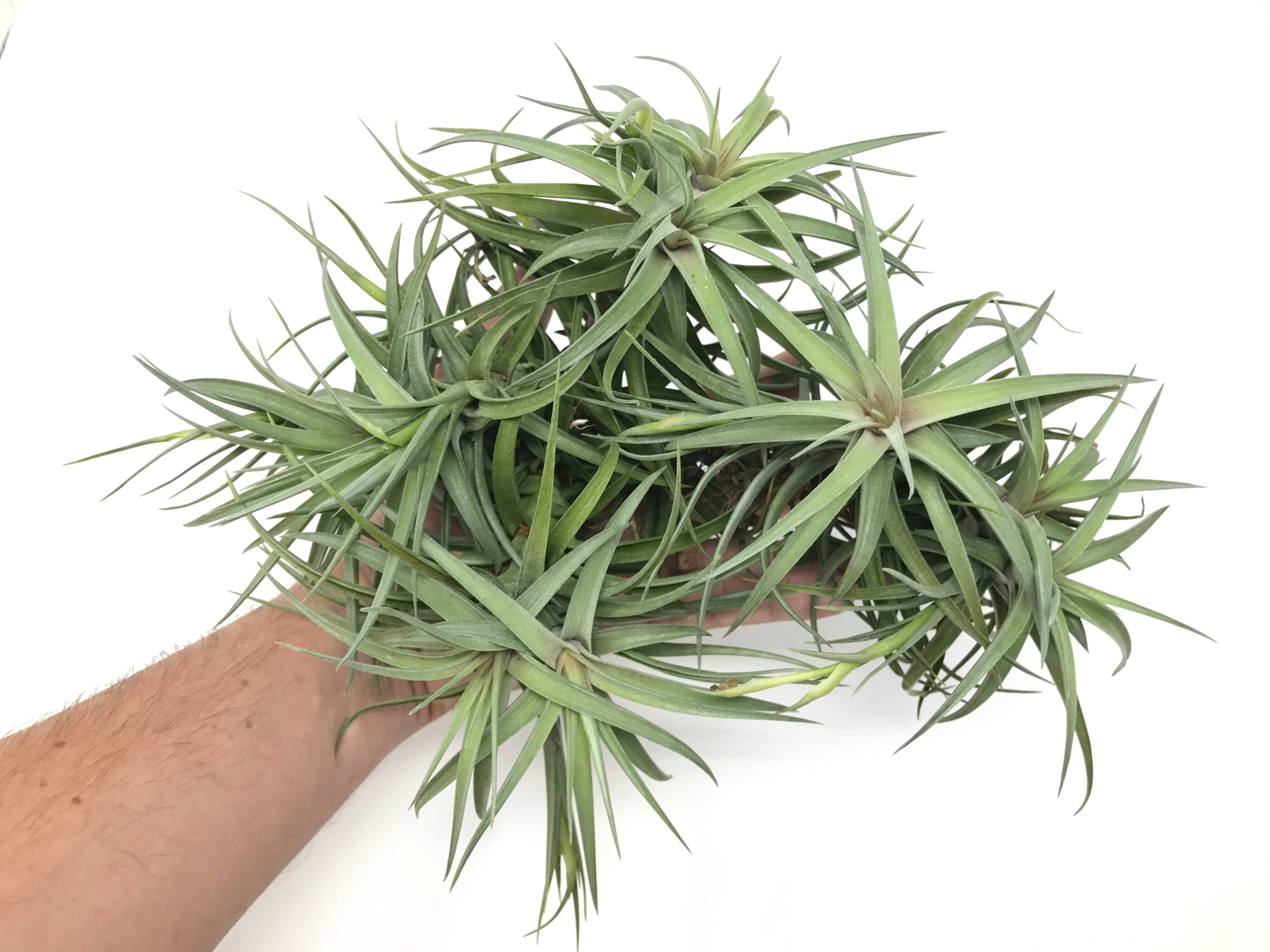 Aeranthos / Bergeri Easy Care Air Plant *Beginner Friendly Species*