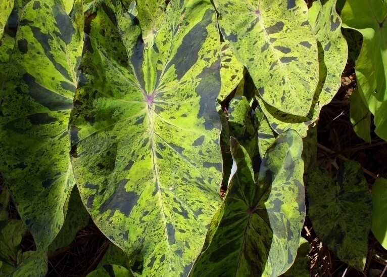 Mojito Colocasia / Elephant Ear /Taro – Large 1 Gallon Pot