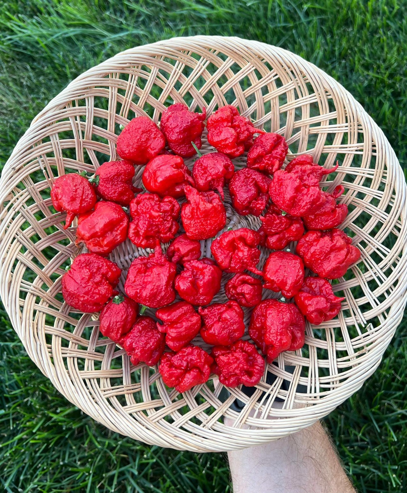 Carolina Reaper Pepper Seeds Pack – World’s Hottest Pepper! Authentic Heirloom
