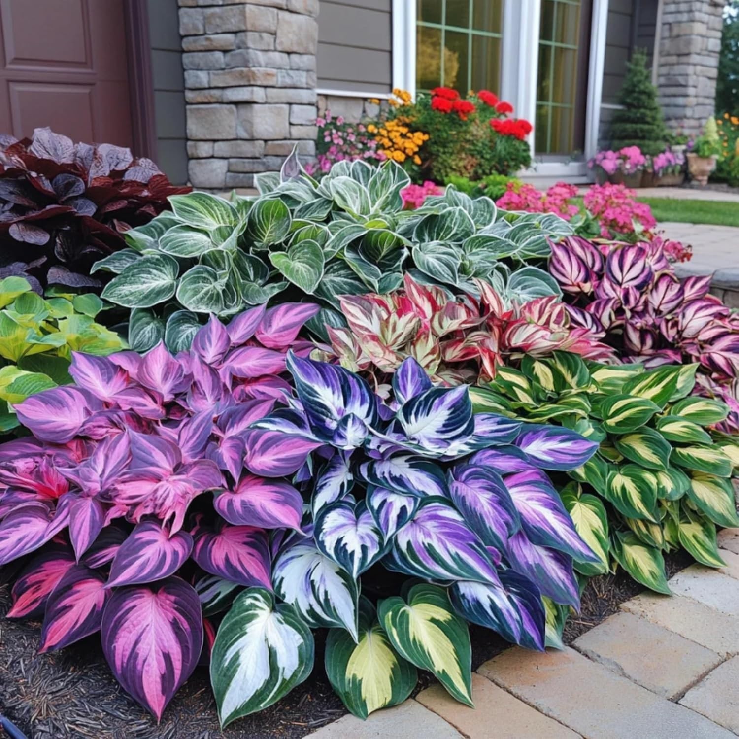 400+ Perennial Rare Hosta Seeds HeartShaped Hosta Bare Roots Rich Foliage, H…