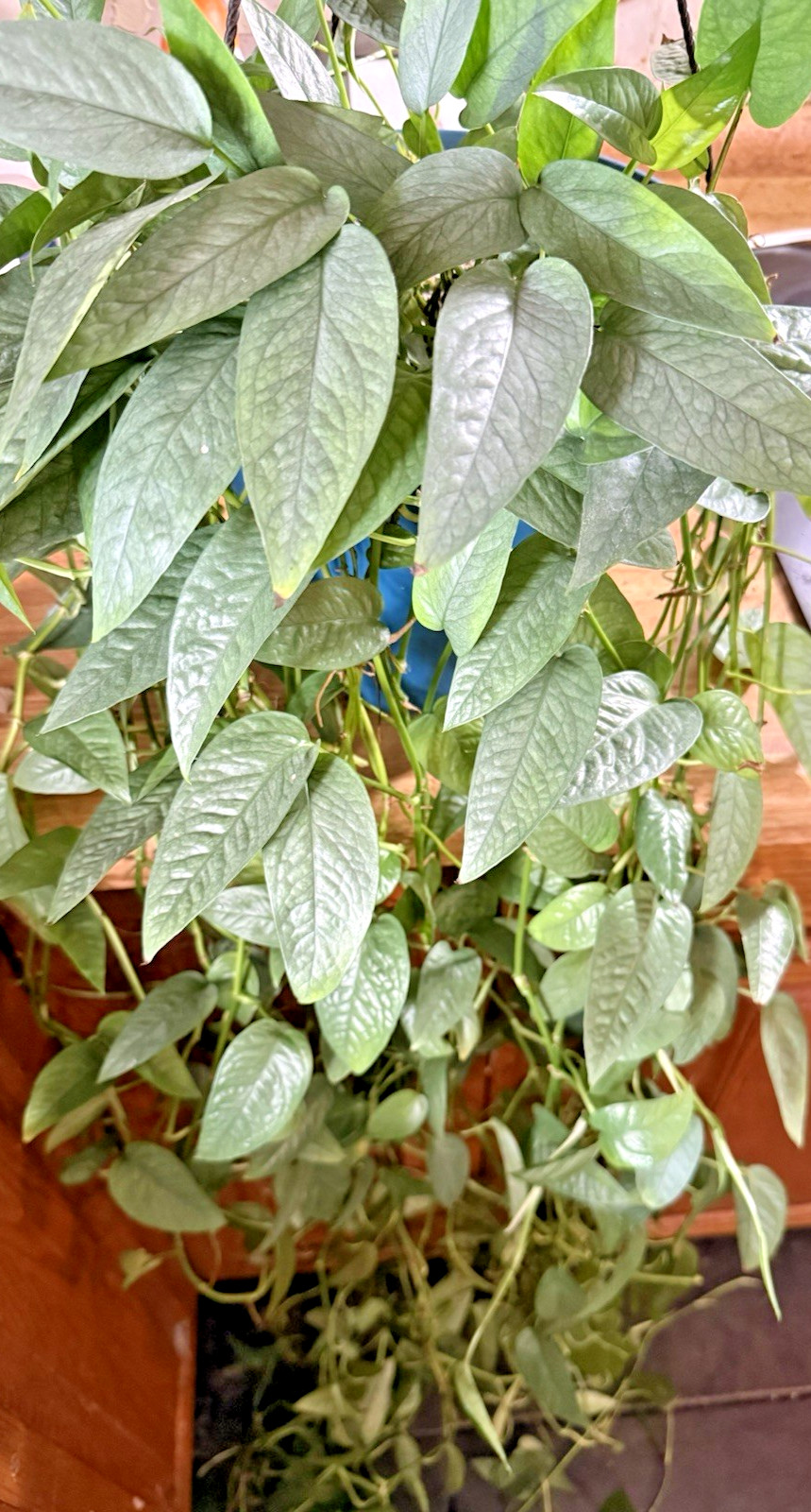 Cebu Blue Pothos 5x Cuttings, Ships in Moss Off Mature Mom Plant