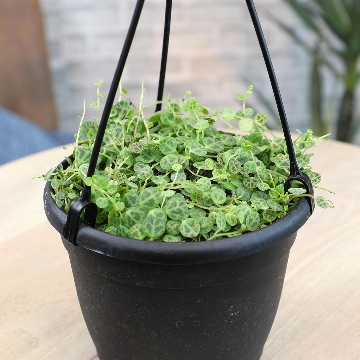 String of Turtles Live Plant Hanging Basket, Pet Friendly Live Indoor Plants, Pe