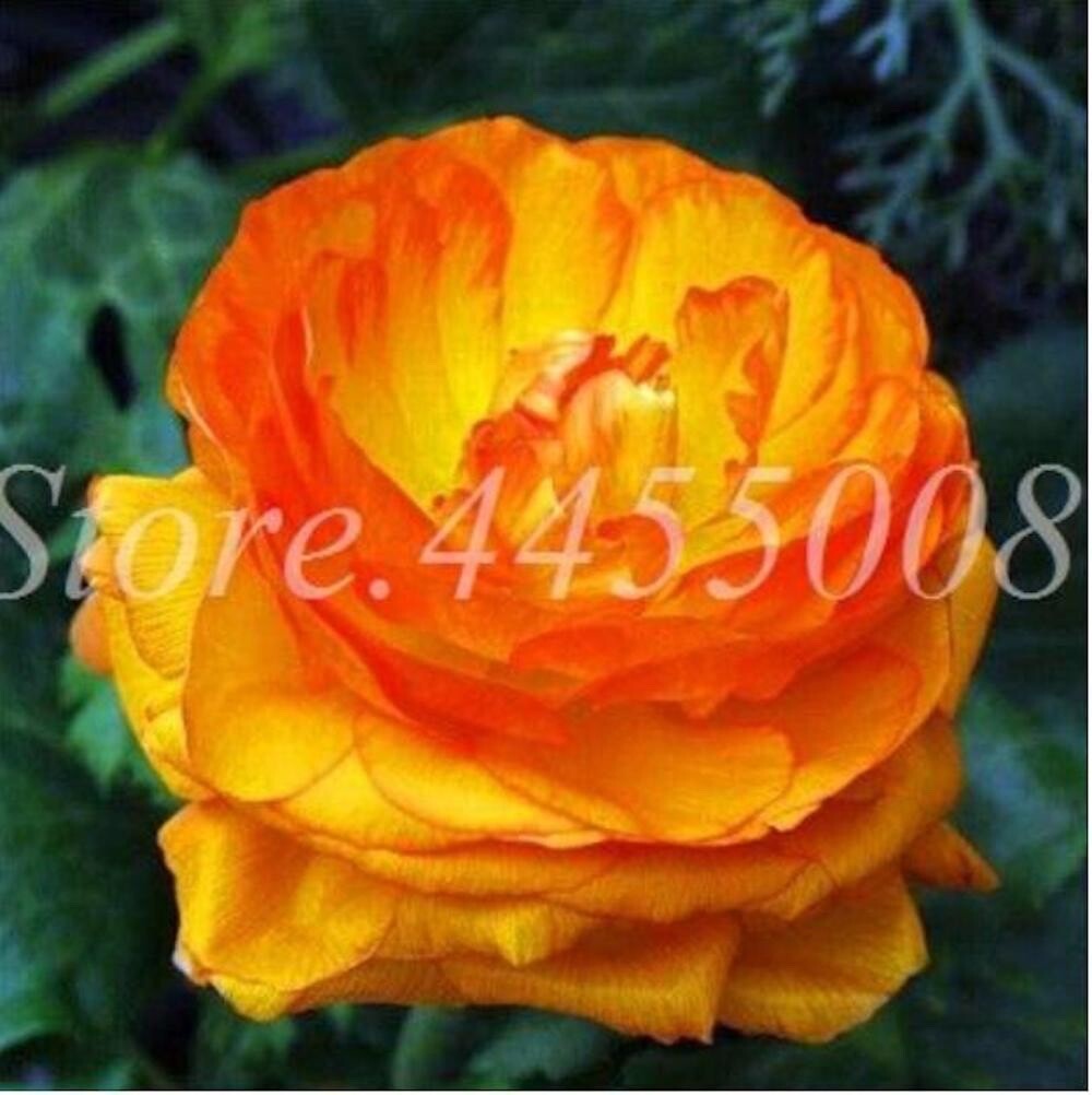 20 SEEDS for Gold Orange PEONIES rare flowering blossom exotic plant USA Seller
