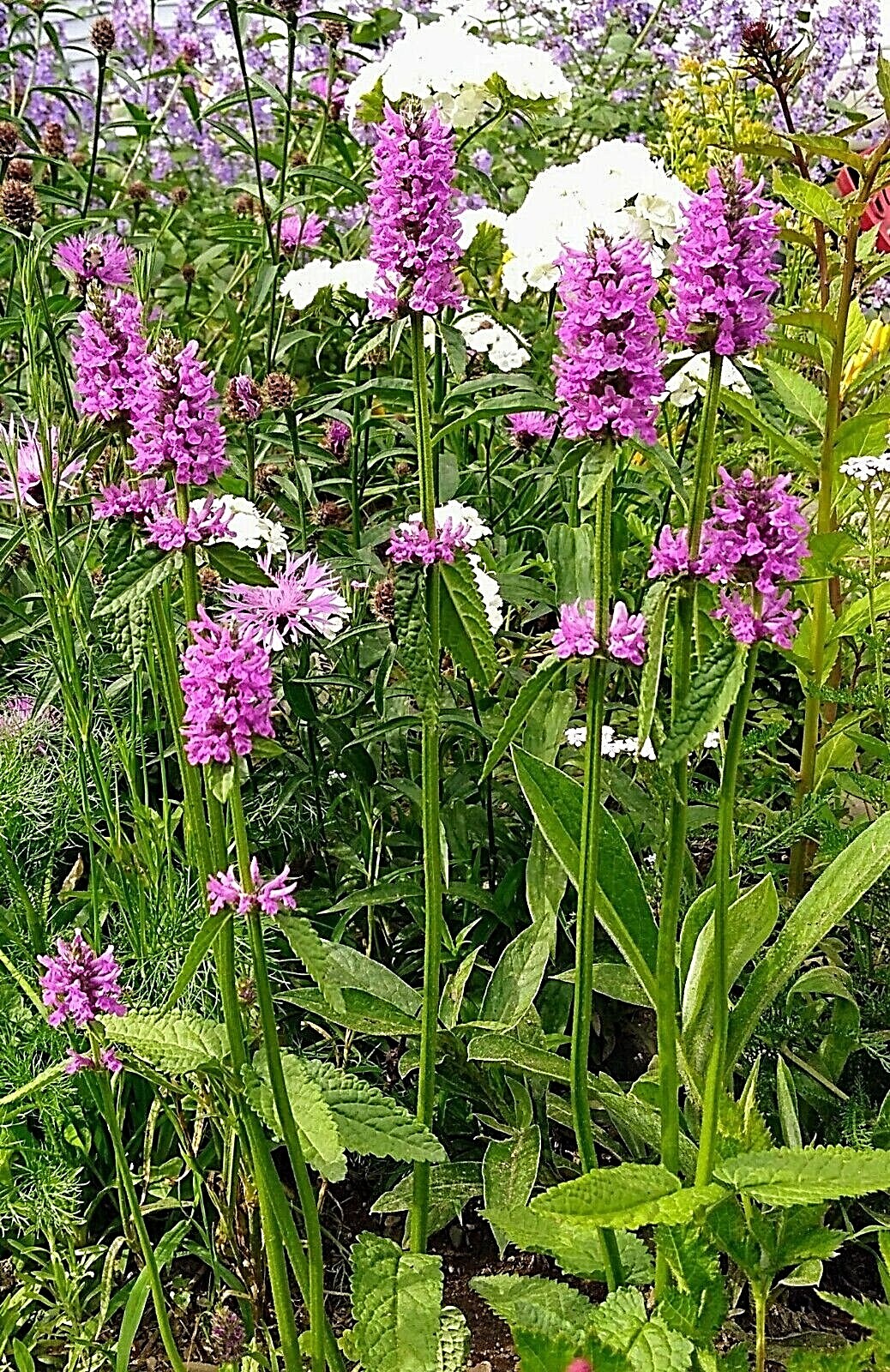 Wood Betony stachys officinalis Hummelo 2 mature plants