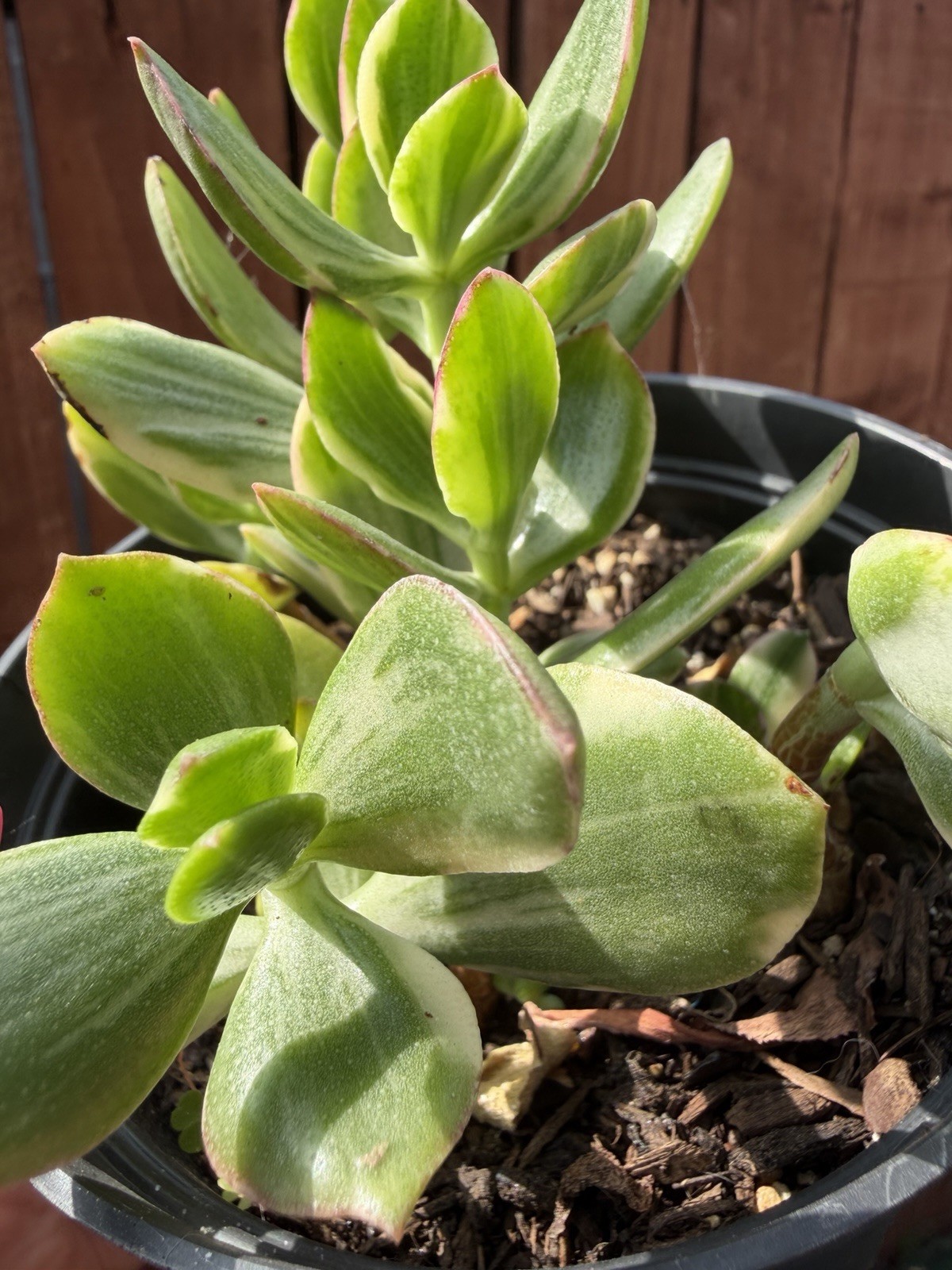6” Variegated Crassula Ovata Jade Succulent