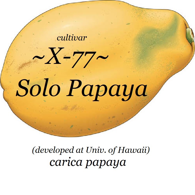~LAIE GOLD~ HYBRID PAPAYA Kamiya Yellow Flesh Solo X-77 UH Cultivar 60+ SEEDS