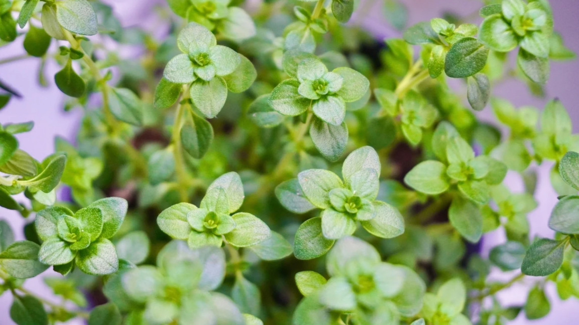 3 Live English Thyme Plants,2–6″Tall, No Pot, Culinary & Aromatic Perennial Herb