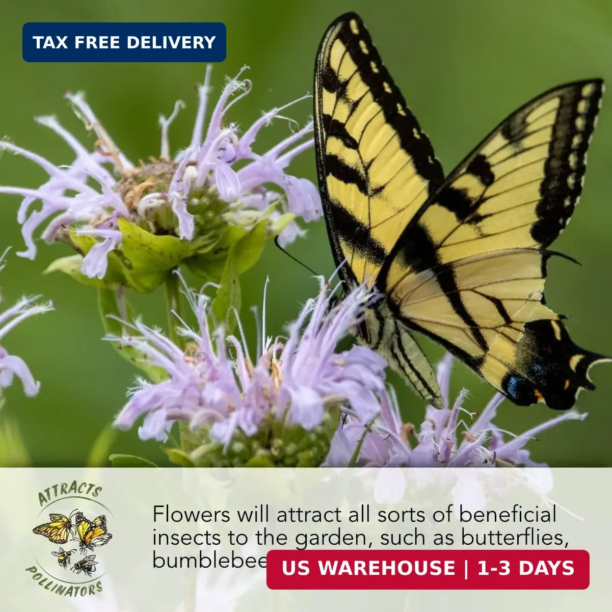 Seed Needs Pollinator Seed Mix Honey Bee Blend Wildflowers | Bulk 1 Ounce 12,500