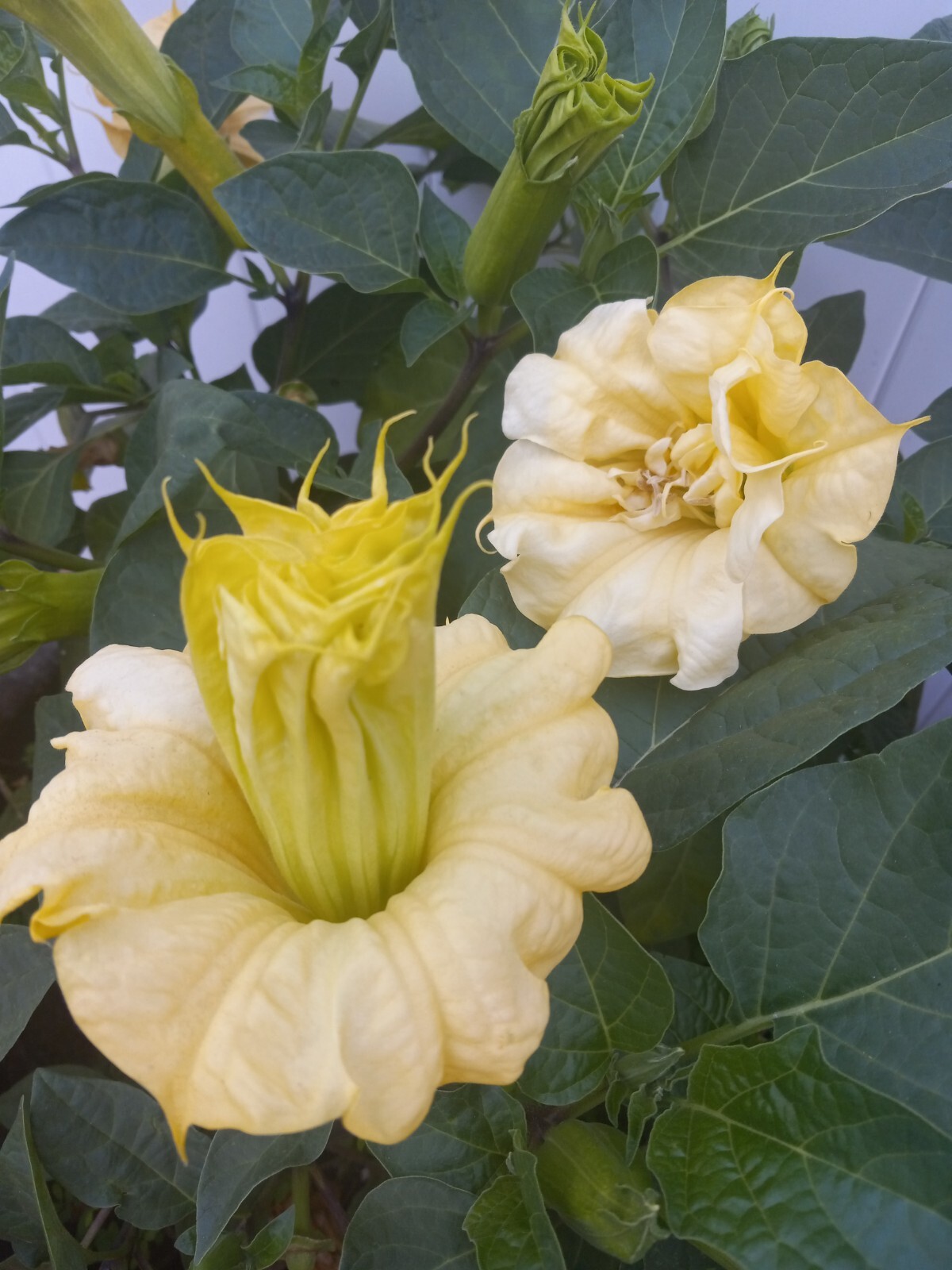 Datura Ballerina Double Triple Yellow | Devil’s Trumpet Flowers | 15 SEEDS