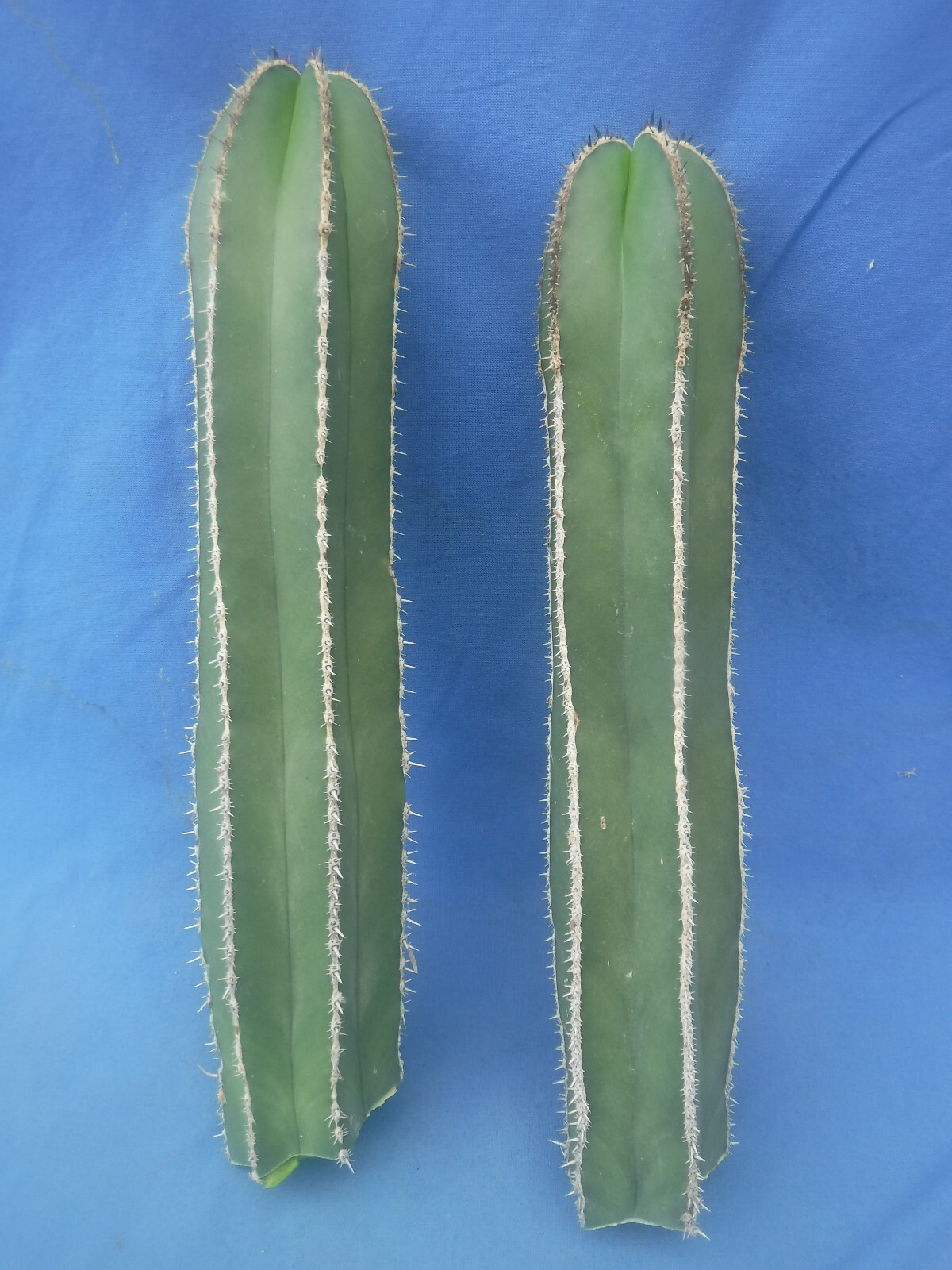 Mexican Fence Post Cactus Pachycereus marginatus TWO CUTTINGS 10″-12″ Tall