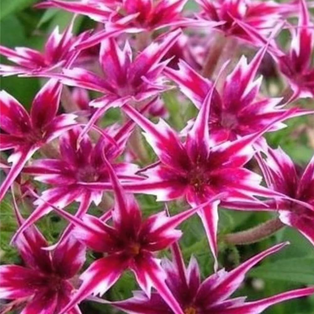 1508+ Creeping Mixed Phlox Seeds for Planting,Bright Perennial Creeping Phlox Se