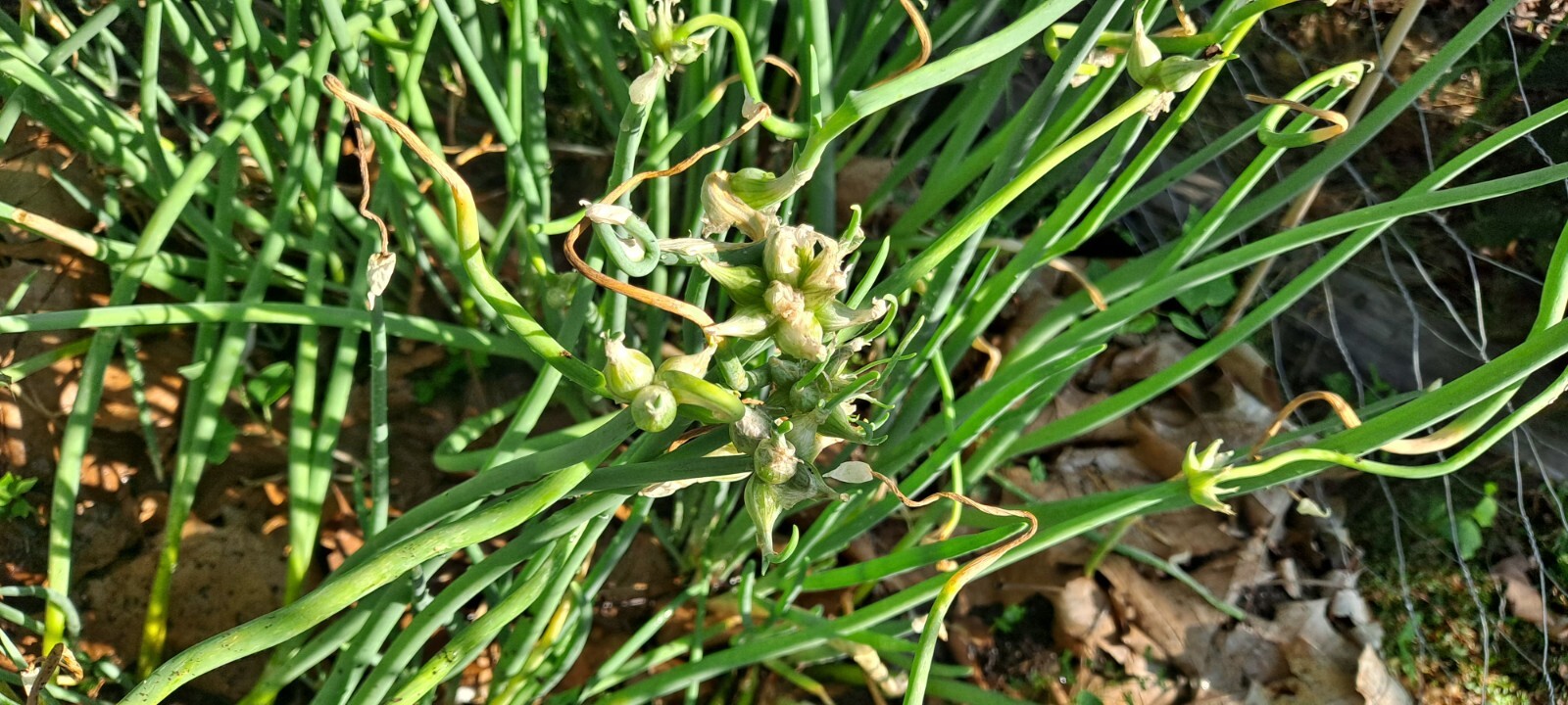 10 Egyptian Onion (Walking onion) Live bare root bulb.