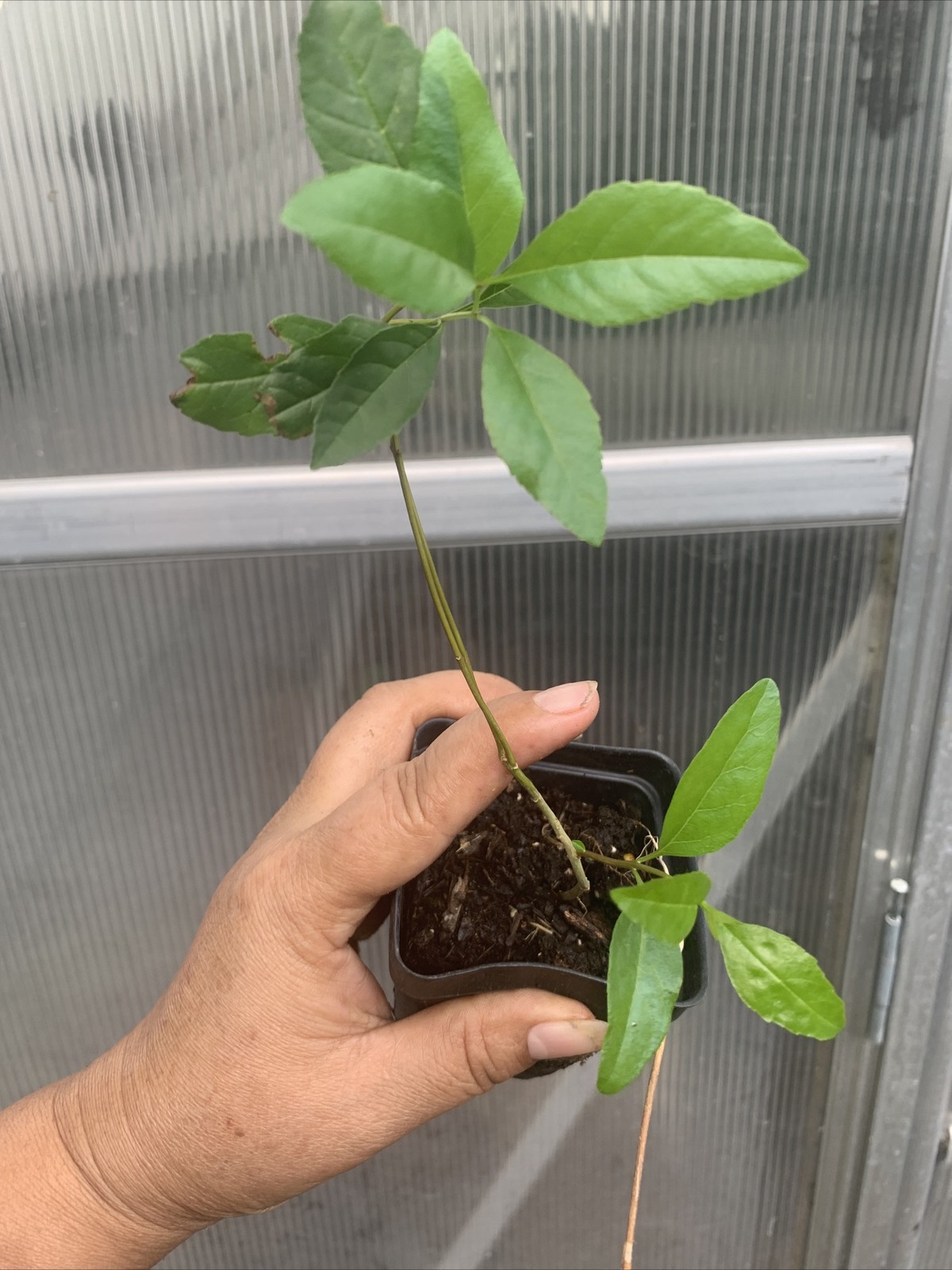 1 Baby Ash Tree, Ash Trees ‘Lightning Tree’ Fraxinus Excelsior. Attract Bees