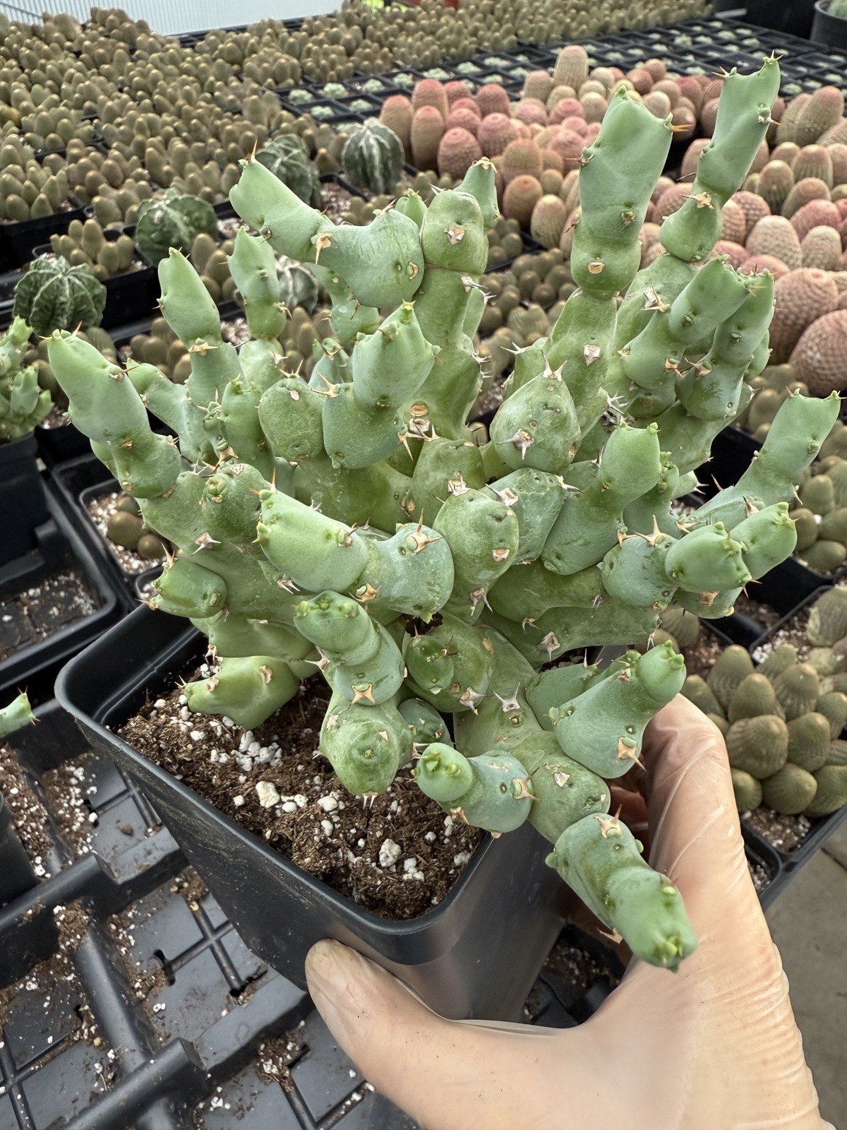 Rare Euphorbia – Euphorbia clivicola (6″ pot)