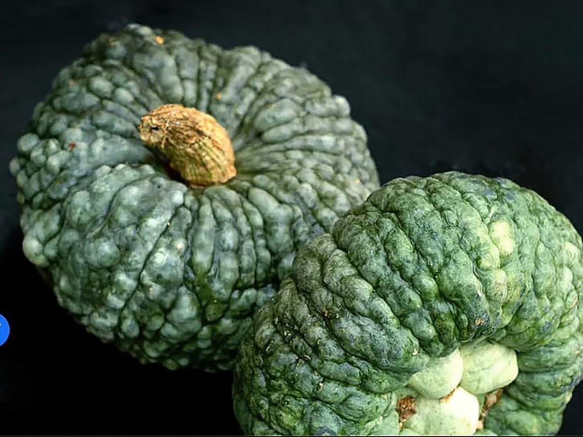 Bumpy Blue Pumpkin Seeds for Culinary Delights