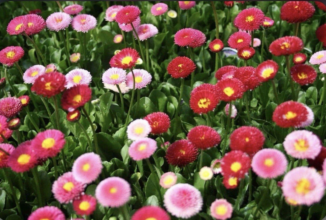 500+ SEEDS English Daisy | Double Mix Colors | Perennial