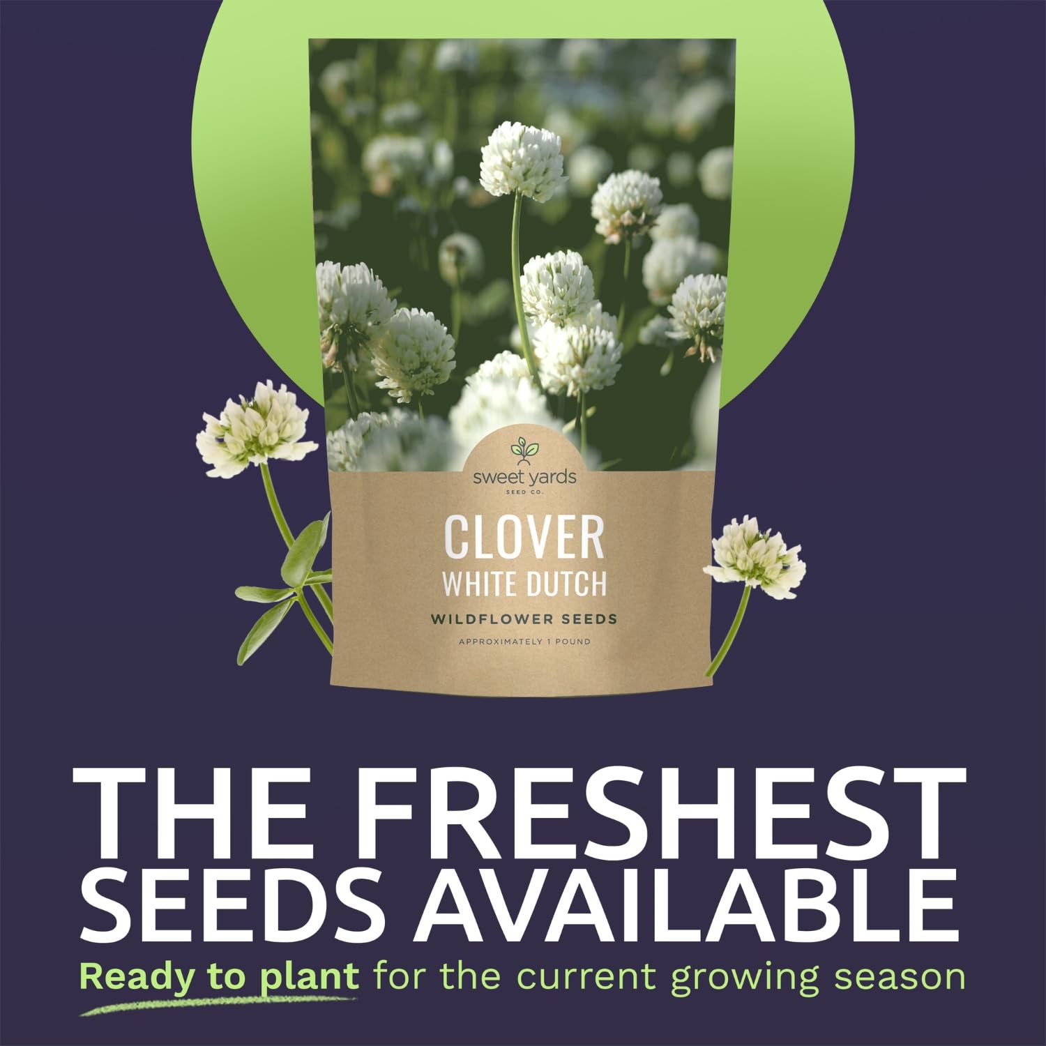 Bulk 1 Pound White Dutch Clover Seeds 600,000 Flowers for Planting