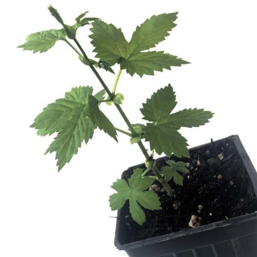 Smoke Camp Crafts Cascade Hops Plant (Humulus lupulus) in 2.5 inch Pot |
