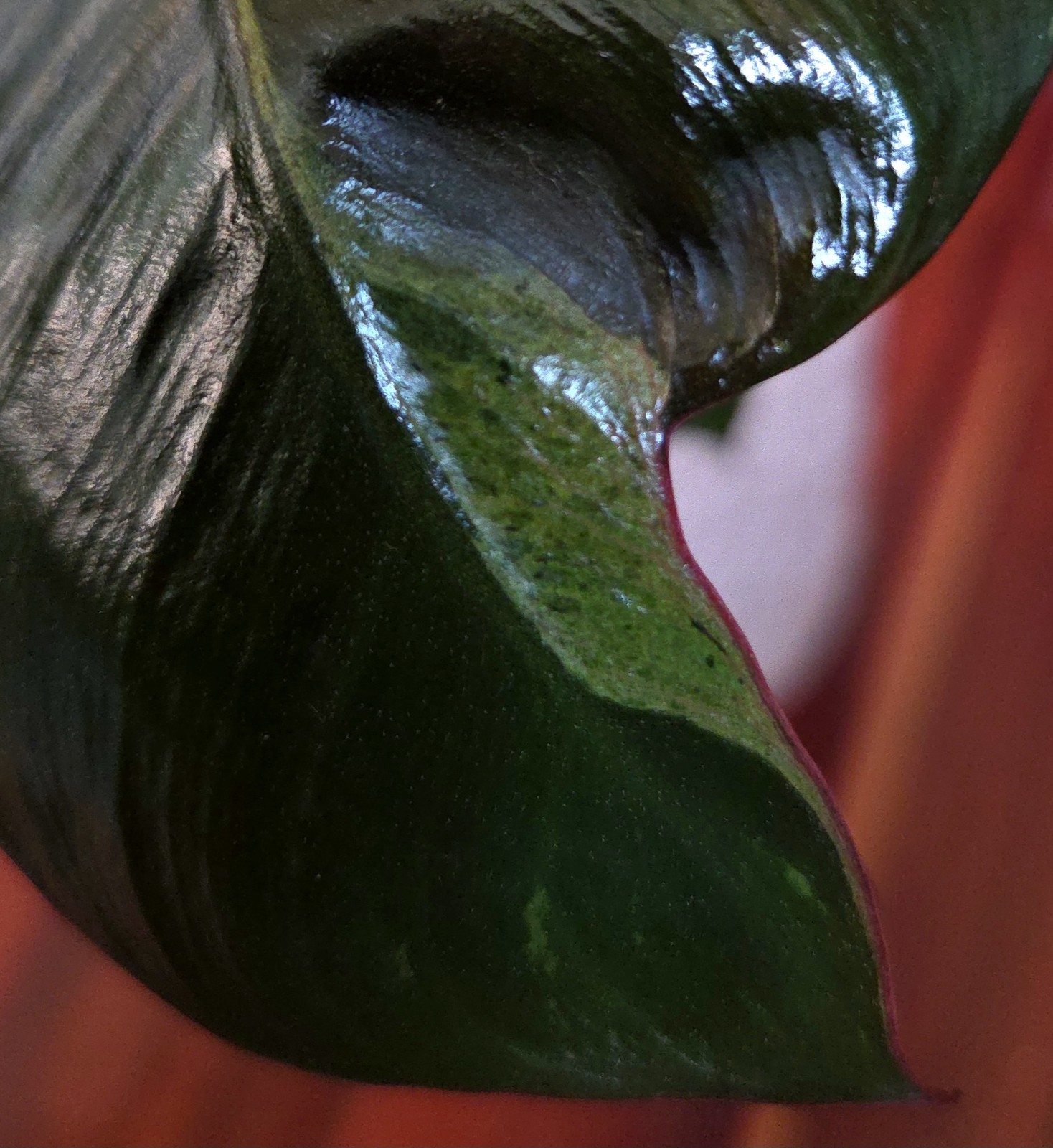 Rare Philodendron Variegated Black Cardinal 18″ Tall W/ Pups Aroid Not Monstera