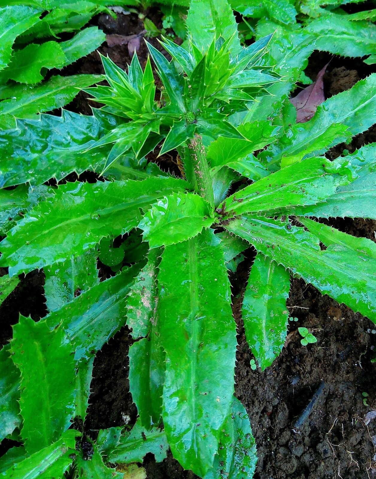 400++ Organic Culantro Mexican Coriander Asian Ngò Gai Recao Shadow Beni Seeds