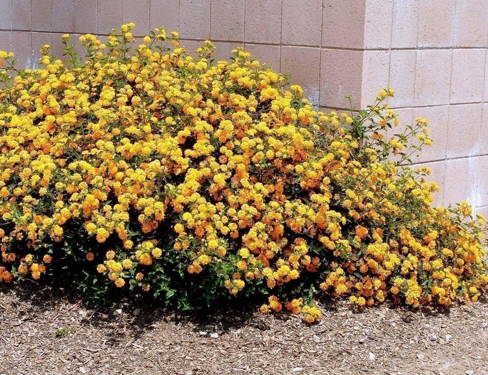 Lantana New Gold I Live Plants I Verbenaceae Camara I Live Vibrant Golden…