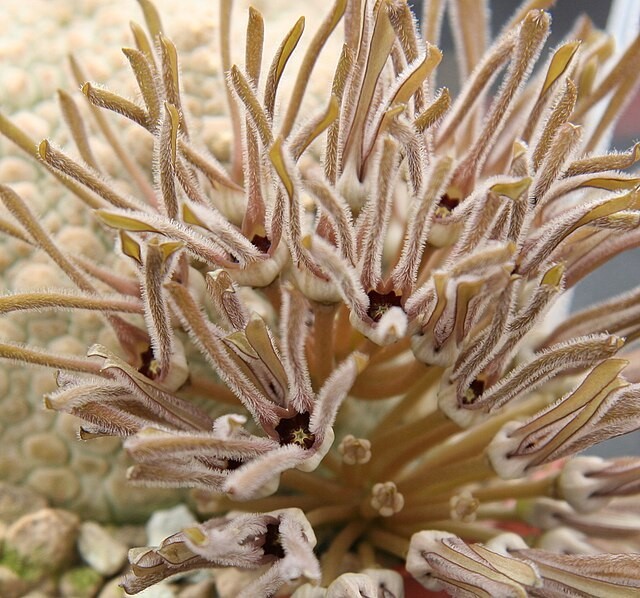 5x Pseudolithos cubiformis seeds