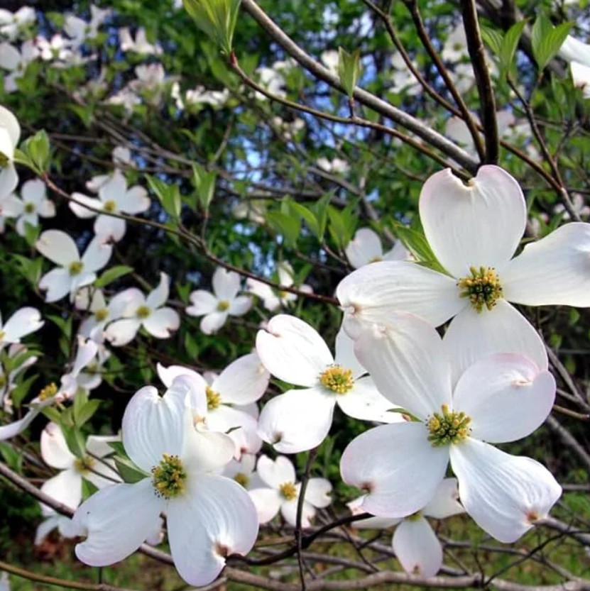 Live White Flowering Dogwood Plant – Quart Pot – No Ship to AK, HI & P.R.