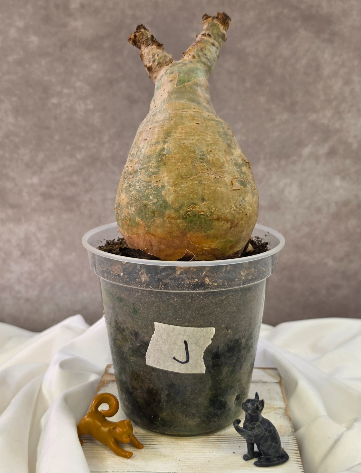 SO CHUNKY!!! Cyphostemma Uter var. Macropus (Angola) – Succulent not Pachypodium