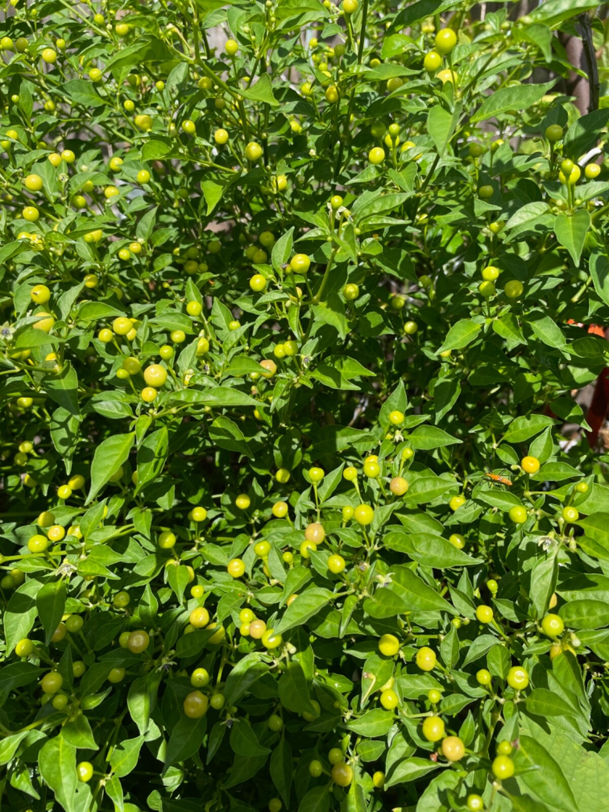 50+ Aji Charapita pepper seeds Peruvian Organic Non-gmo Open Pollinated