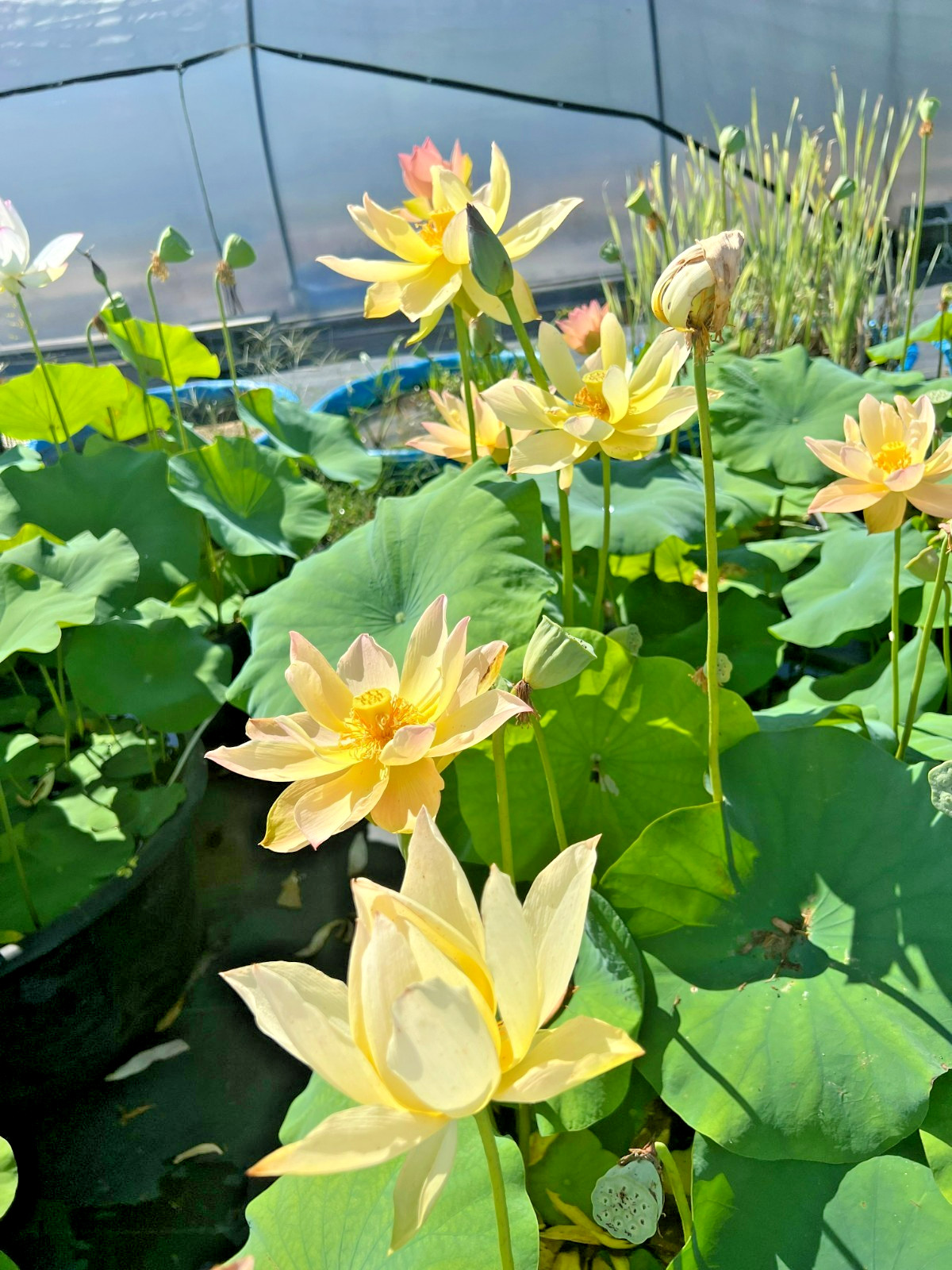 5 GOLDEN SUNSET LOTUS SEEDS – Nelumbo Nucifera