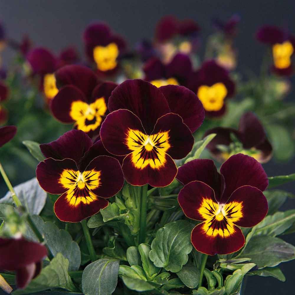 1000 Seeds Viola Seeds – Viola Bambini Mix Flower Seeds
