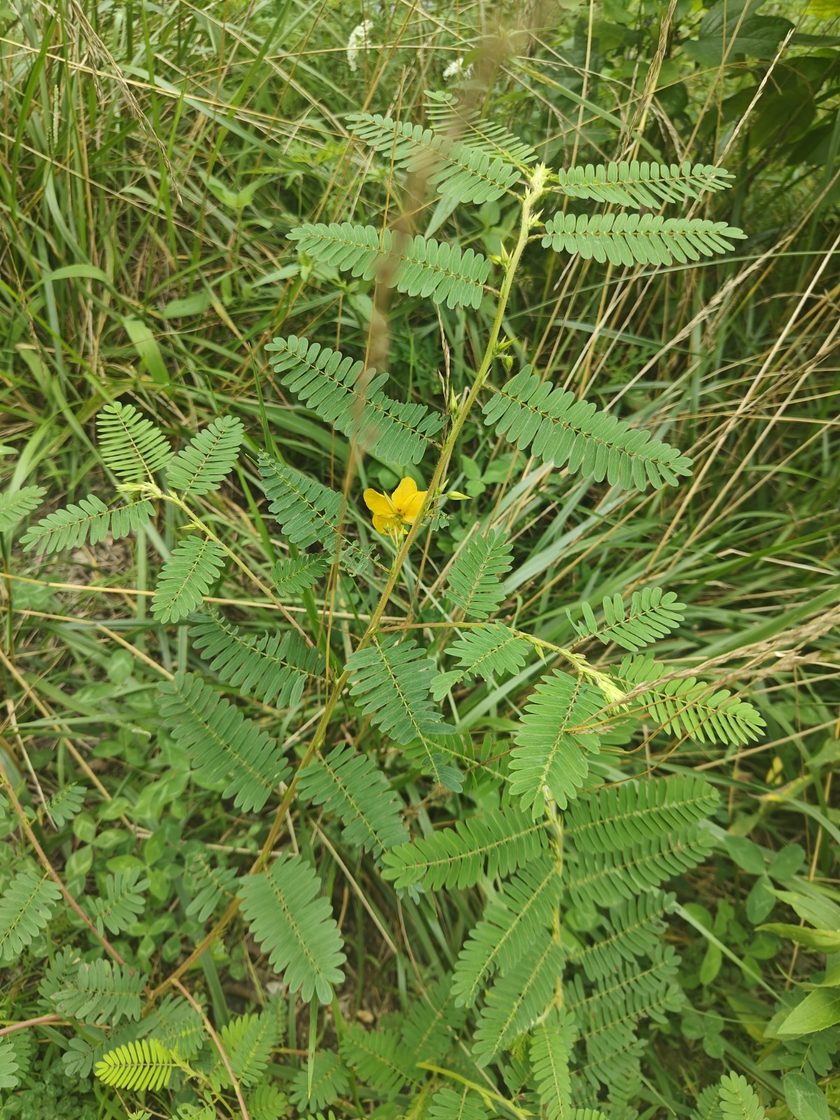 12 grams of Organic*Wild* Natural Laxative Partridge Pea (SensitivePlant) Powder