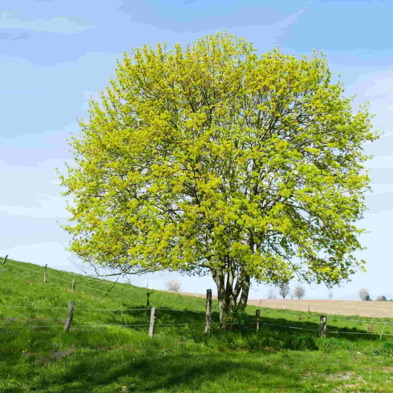Field Maple Tree | Premium Seeds | Acer campestre ‘Summer’ | Plants’®