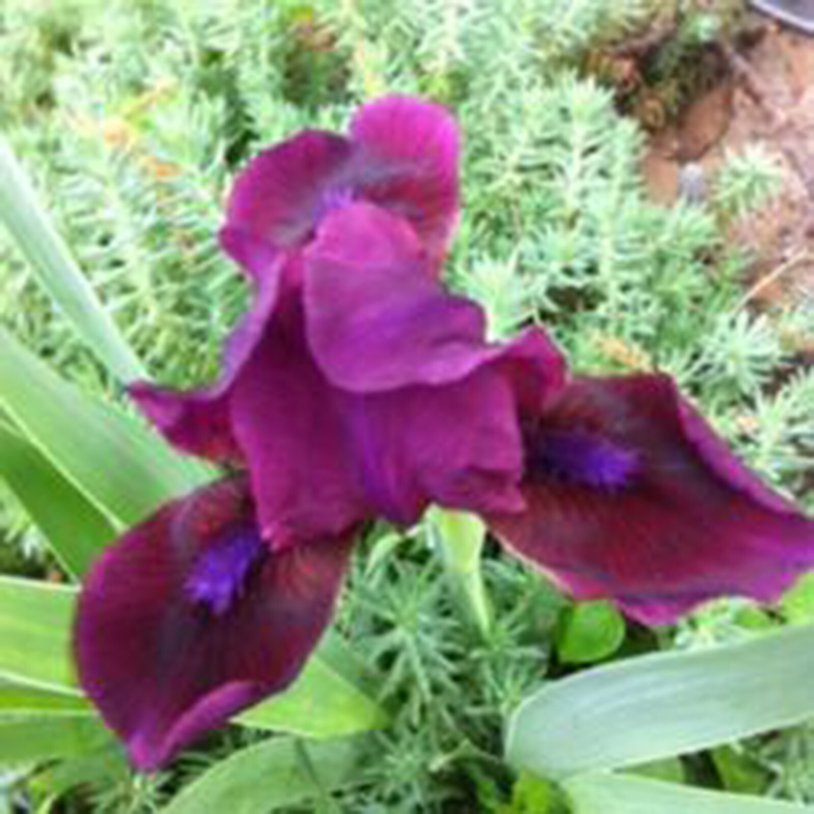 **CANDY APPLE* Dwarf Bearded Iris. Pre-Order, Fresh Dig, Combined Ship: Aug/Sep