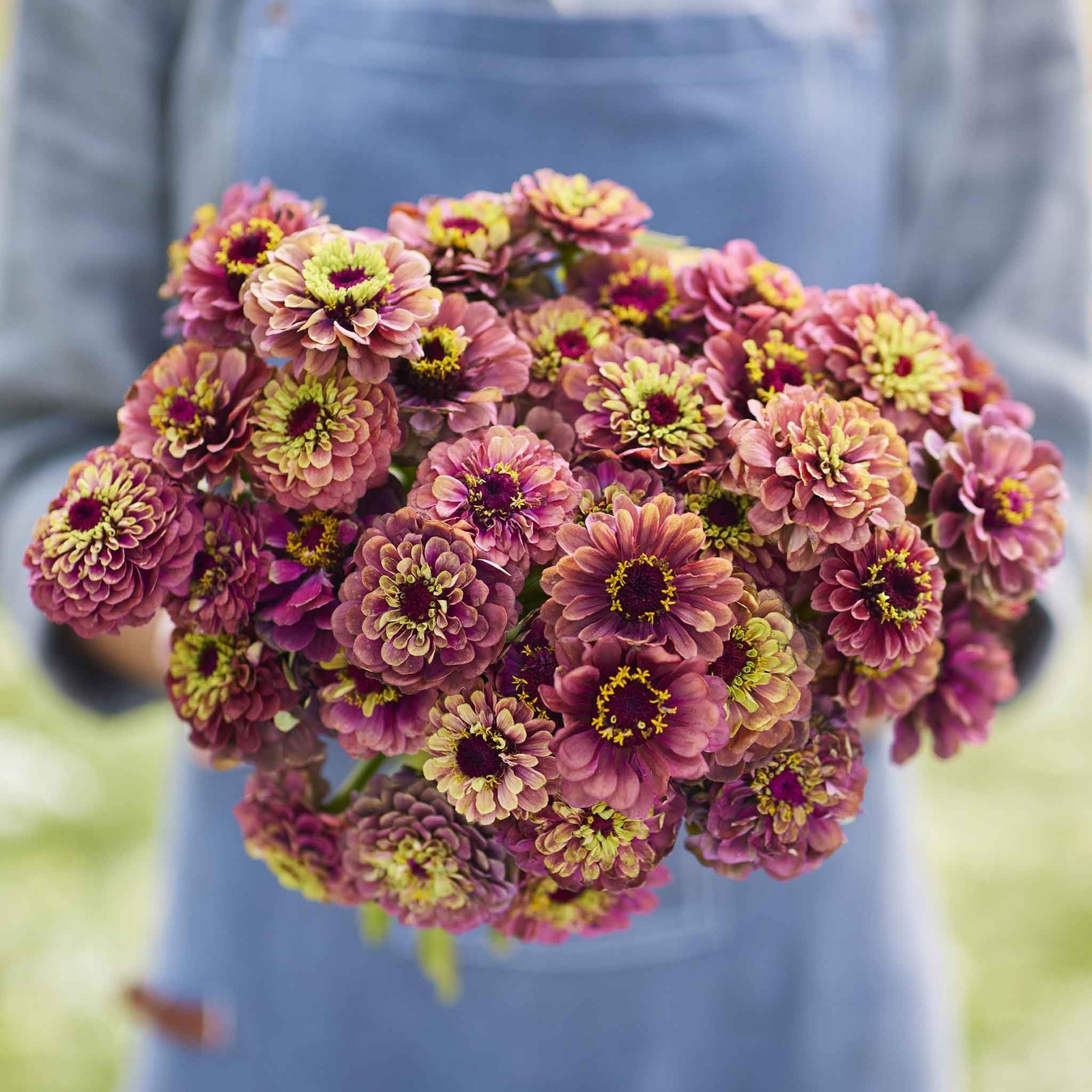 Eden Brothers Zinnia Seeds – Queen Lime Red, Packet, Pink/Green/Yellow