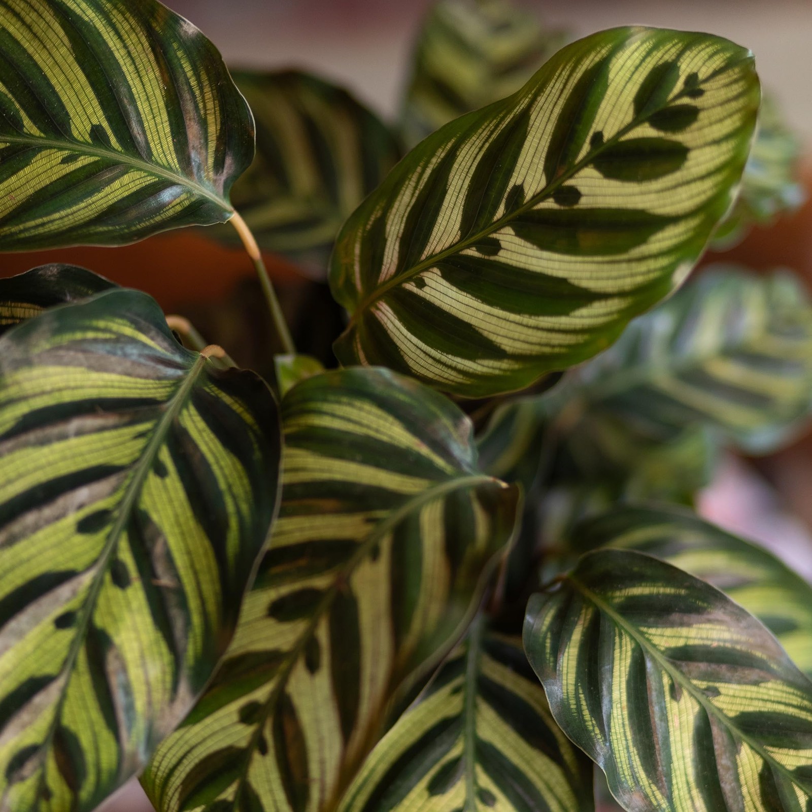 Plants For Pets Calathea Makoyana Pet Friendly Prayer Decor In 6 White Pot Live