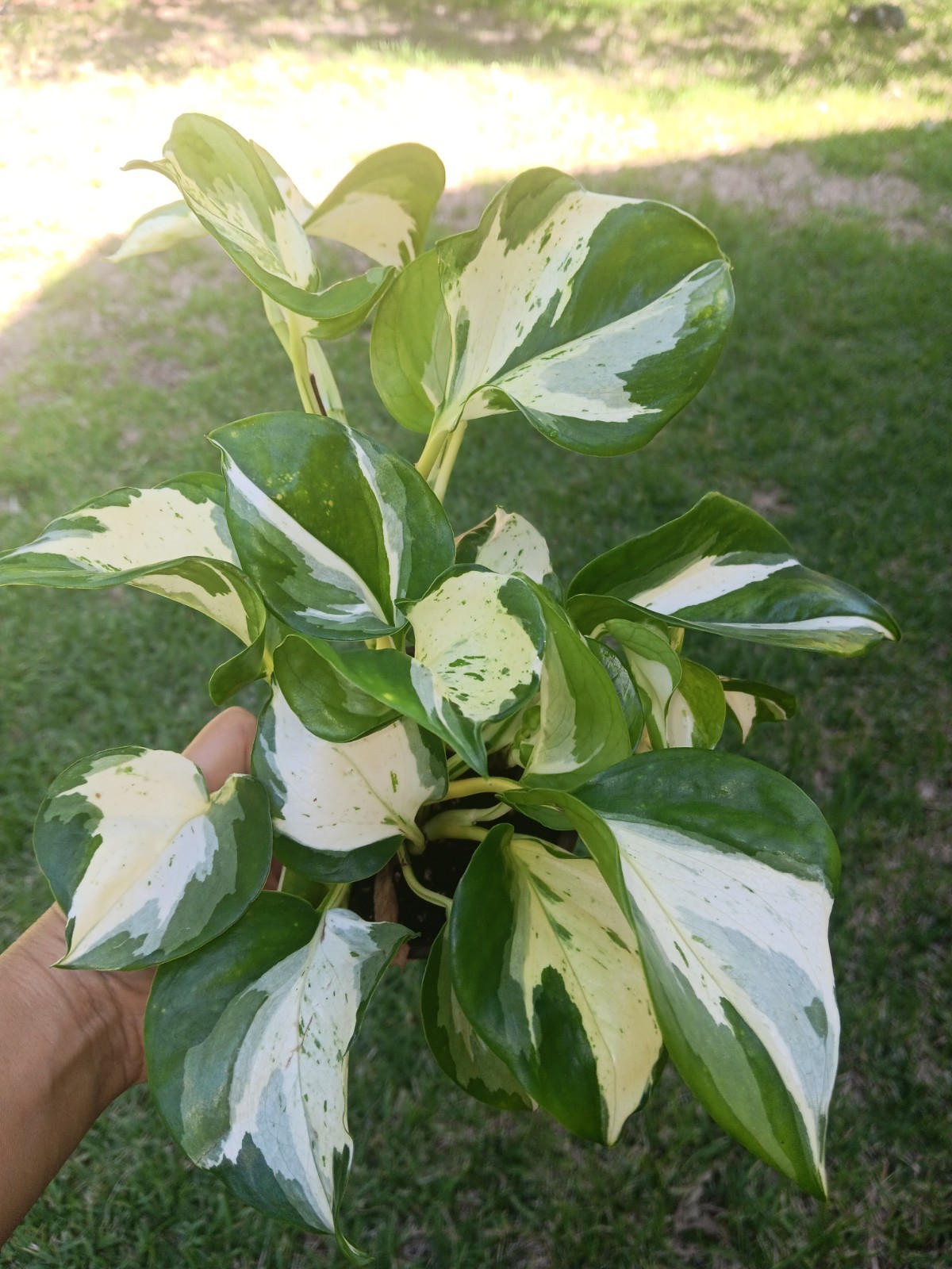 Pothos Epipremnum Harlequeen Mutated Manjula – 4″ pot – Exact plant