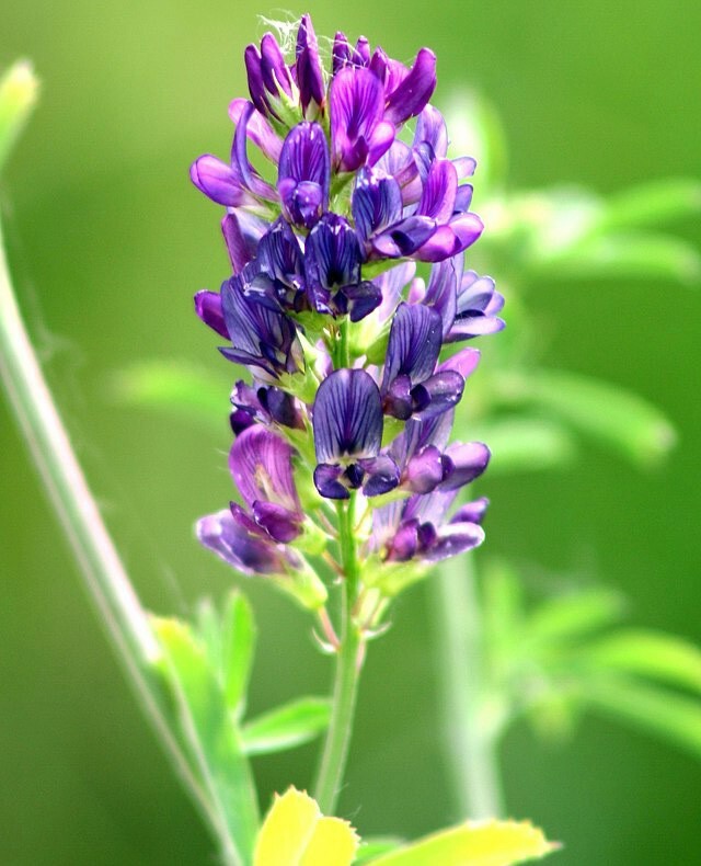 Medicago sativa | Alfalfa | 50 Seeds