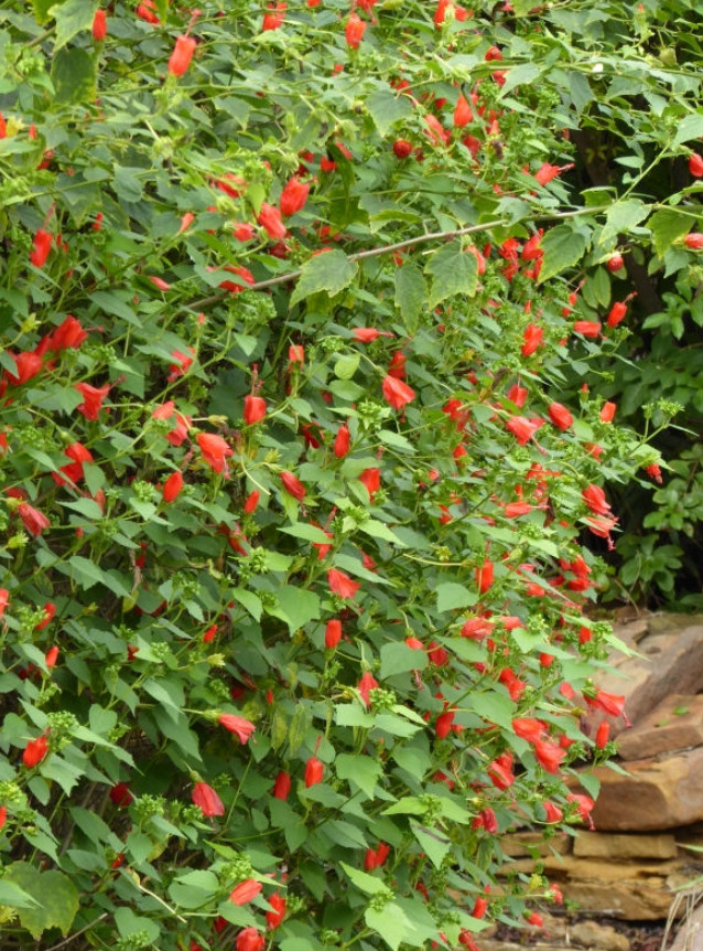 Turk’s Cap Live Plant – 1 Gallon – Fully Rooted Texas Native Shrub