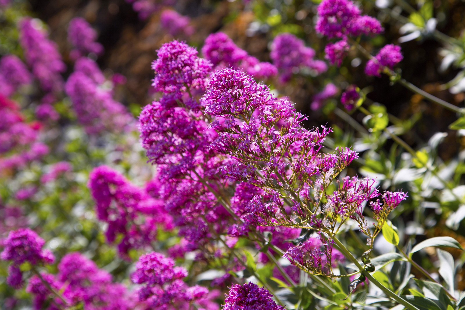 100 MIXED COLORS BUTTERFLY BUSH Buddleia Davidii Flower Seeds *Flat S/H