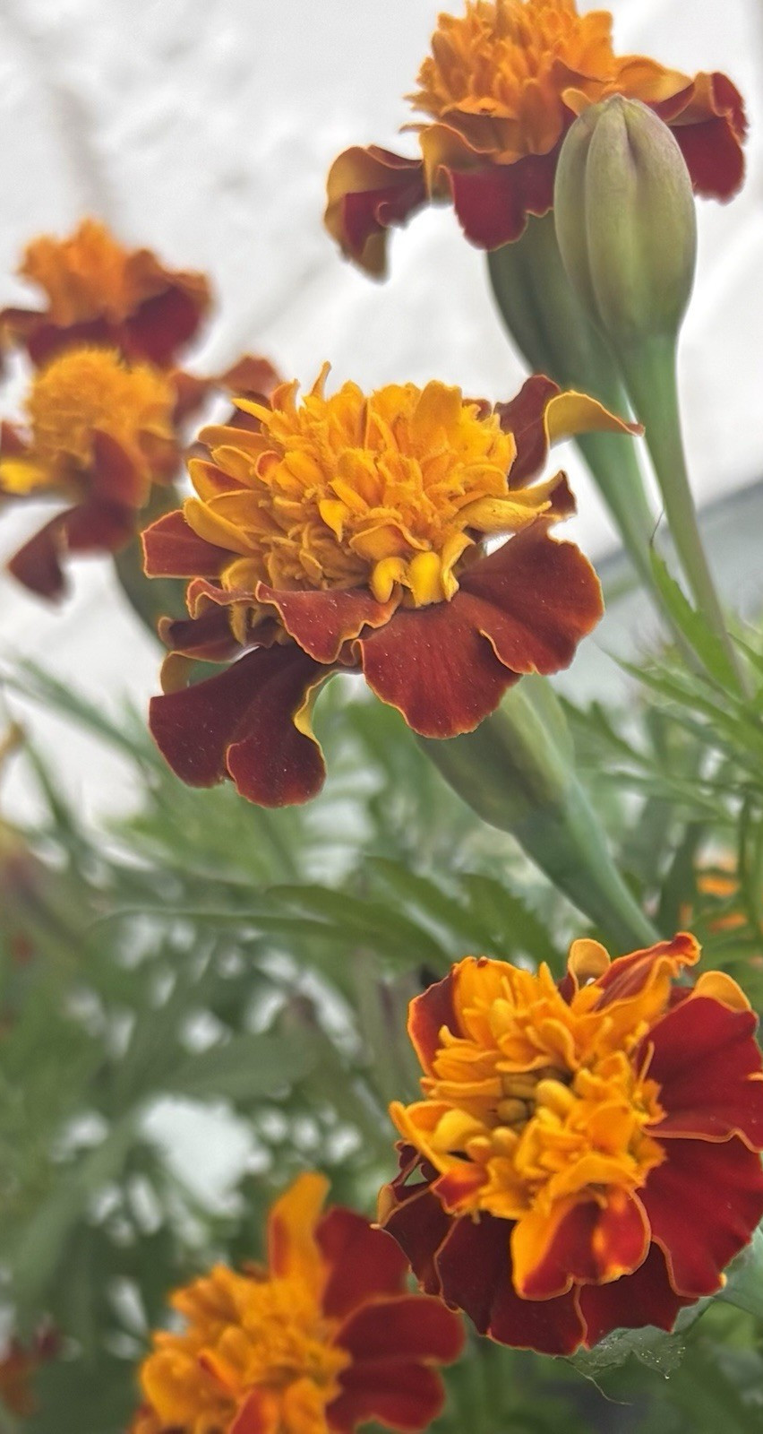 MARIGOLD FLAMING ORANGE FLOWER SEEDS 100+ Garden Seeds FREE SHIP