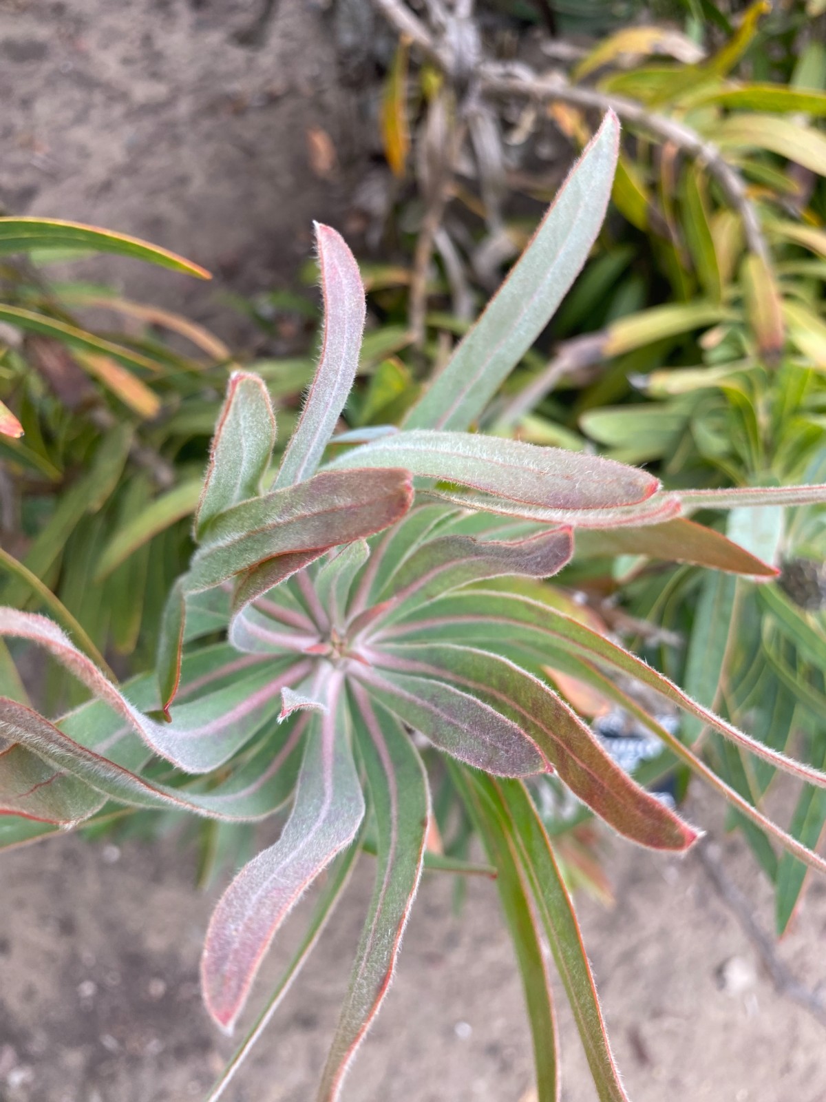 Protea nerifolia | Oleander Leaf Sugarbush | 10 Seeds