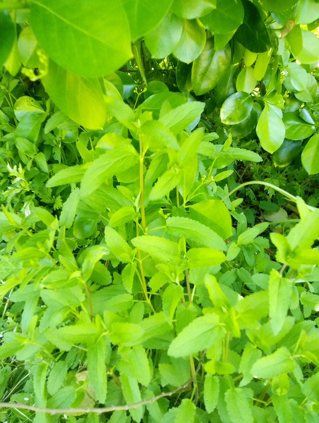 10 Florida Betony (Stachys floridana) Root Tubers- Freshly Dug & Ready To Plant