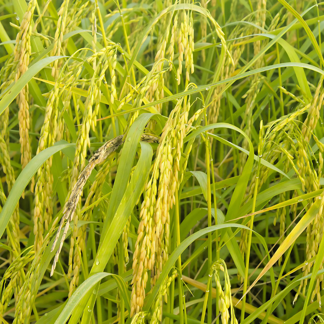 Fresh Thai White Jasmine Rice Seeds | Taiguo Xiang Mi | Heirloom Non-GMO | Grain
