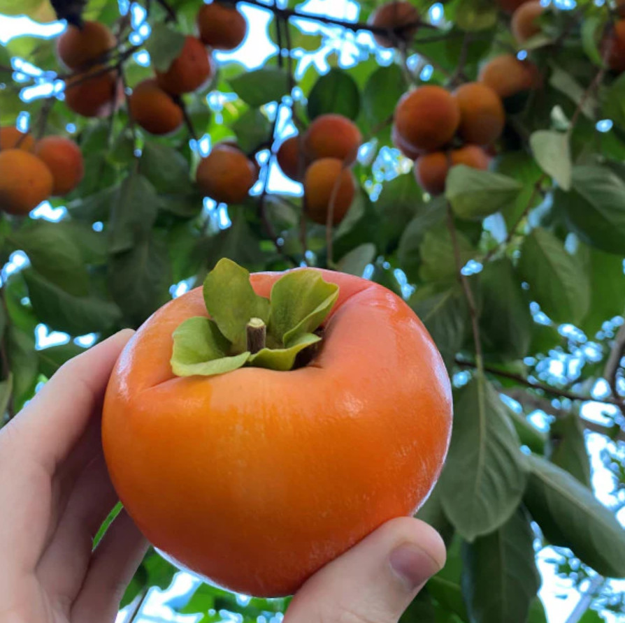 American Persimmon Tree – Live Plant 6–12″ Tall in Qt Pot – No Ship AK, HI, PR
