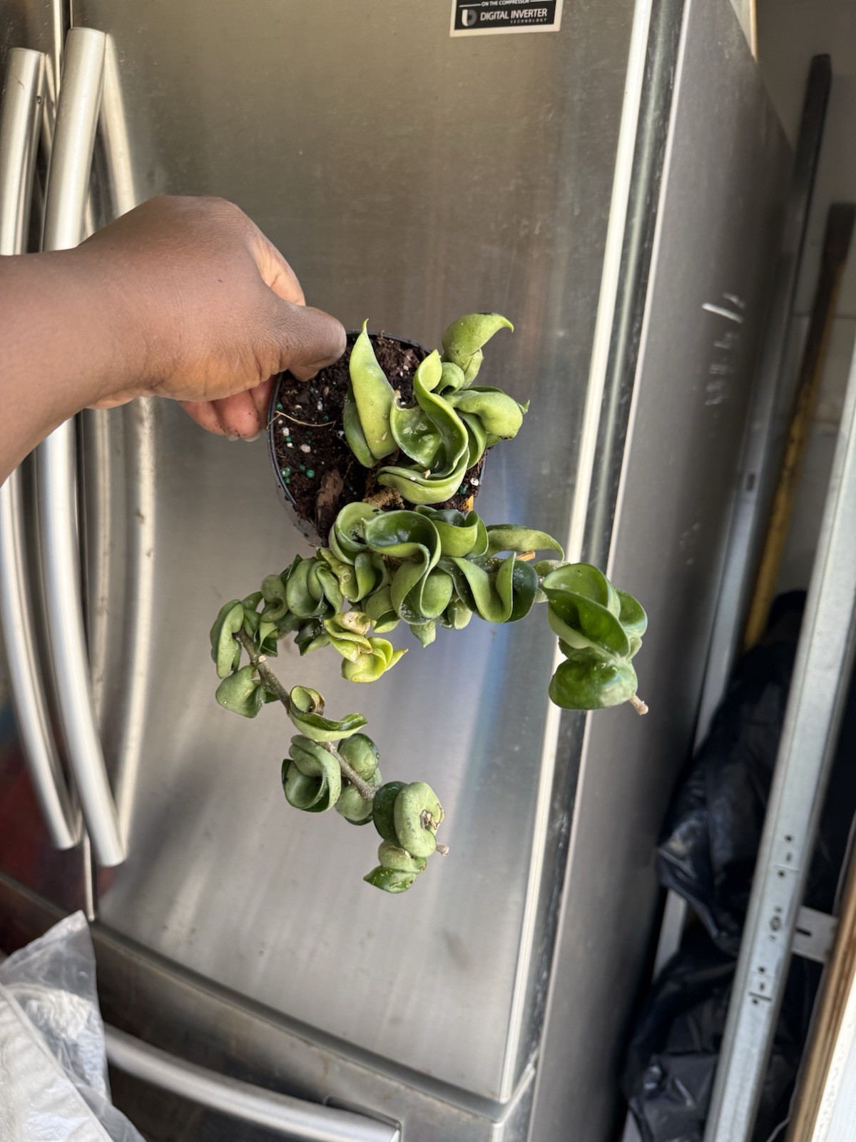 Hoya Indu Rope Plant