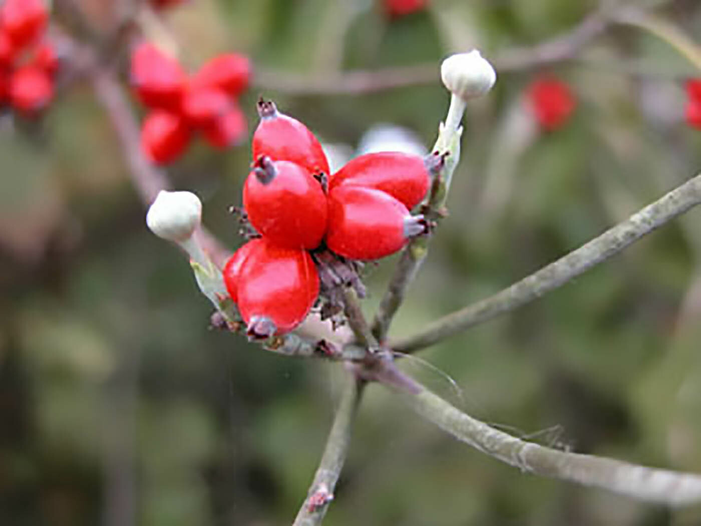 White Flowering Dogwood, Cornus florida, Tree Seeds